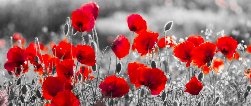 AS249 Wall décor art photographic on canvas floral red poppies